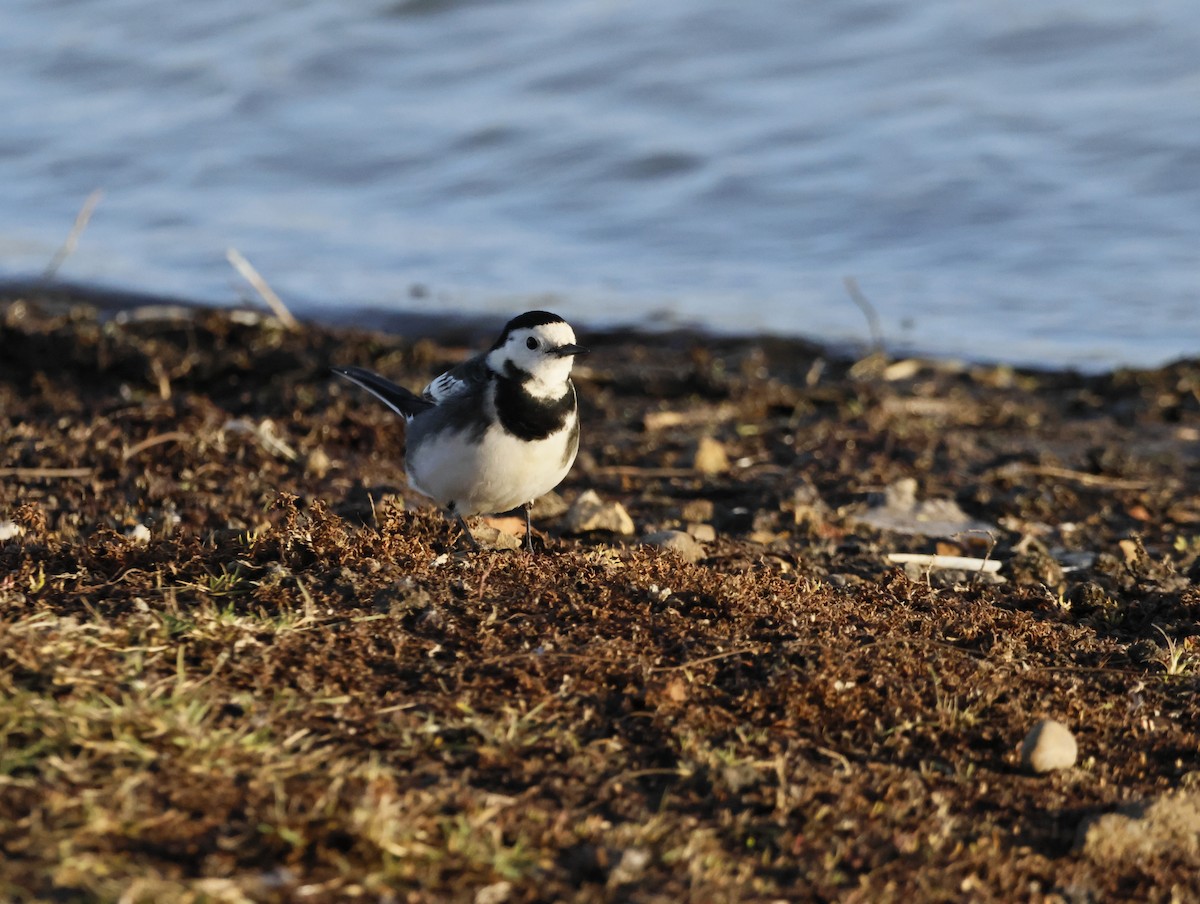 White Wagtail (British) - ML646632674