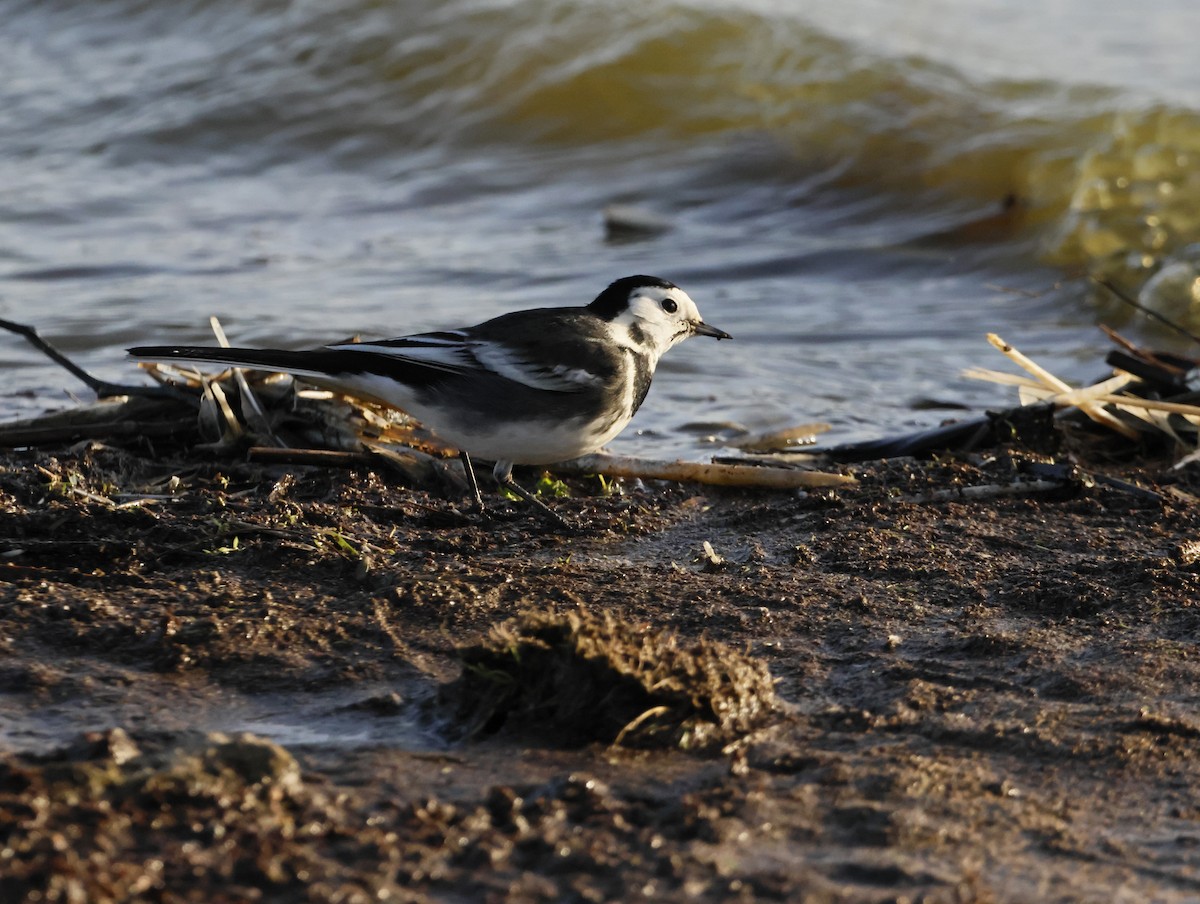 White Wagtail (British) - ML646632675