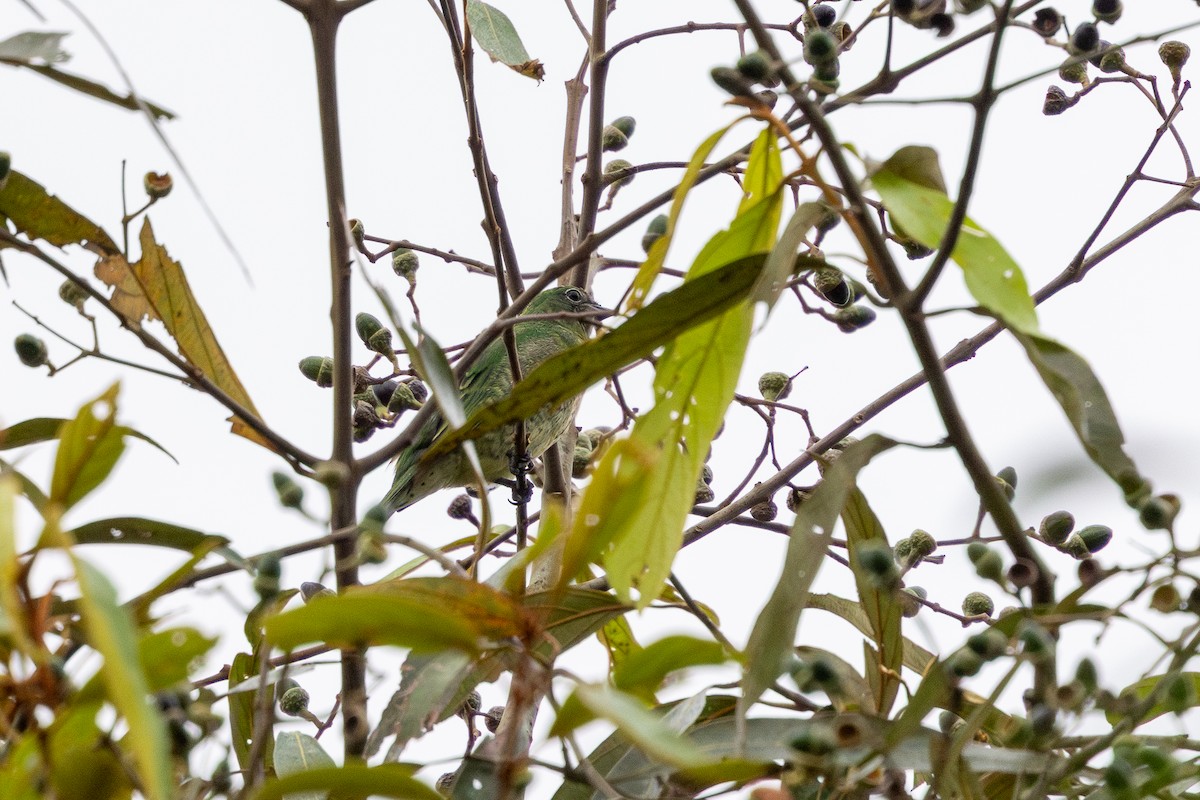 Ласточковая танагра - ML646632676