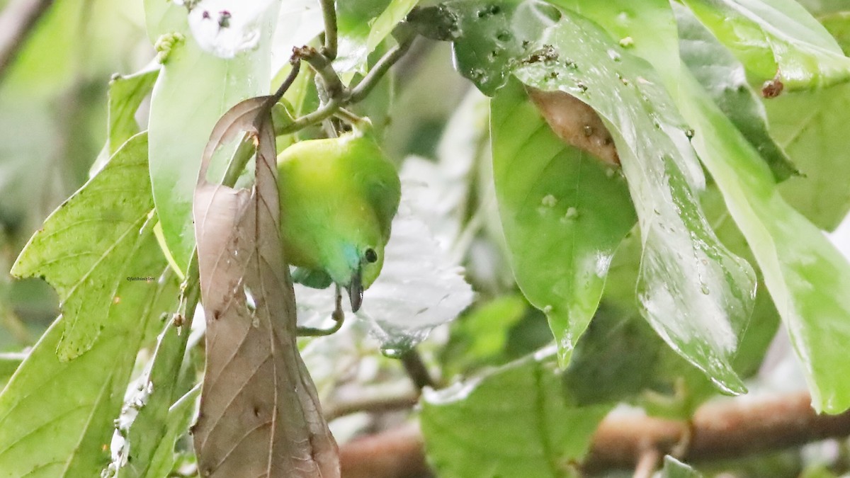 Blue-winged Leafbird - ML646632677