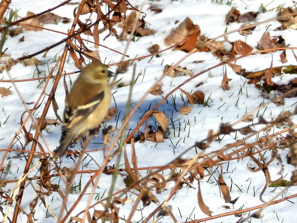 American Goldfinch - ML646632678