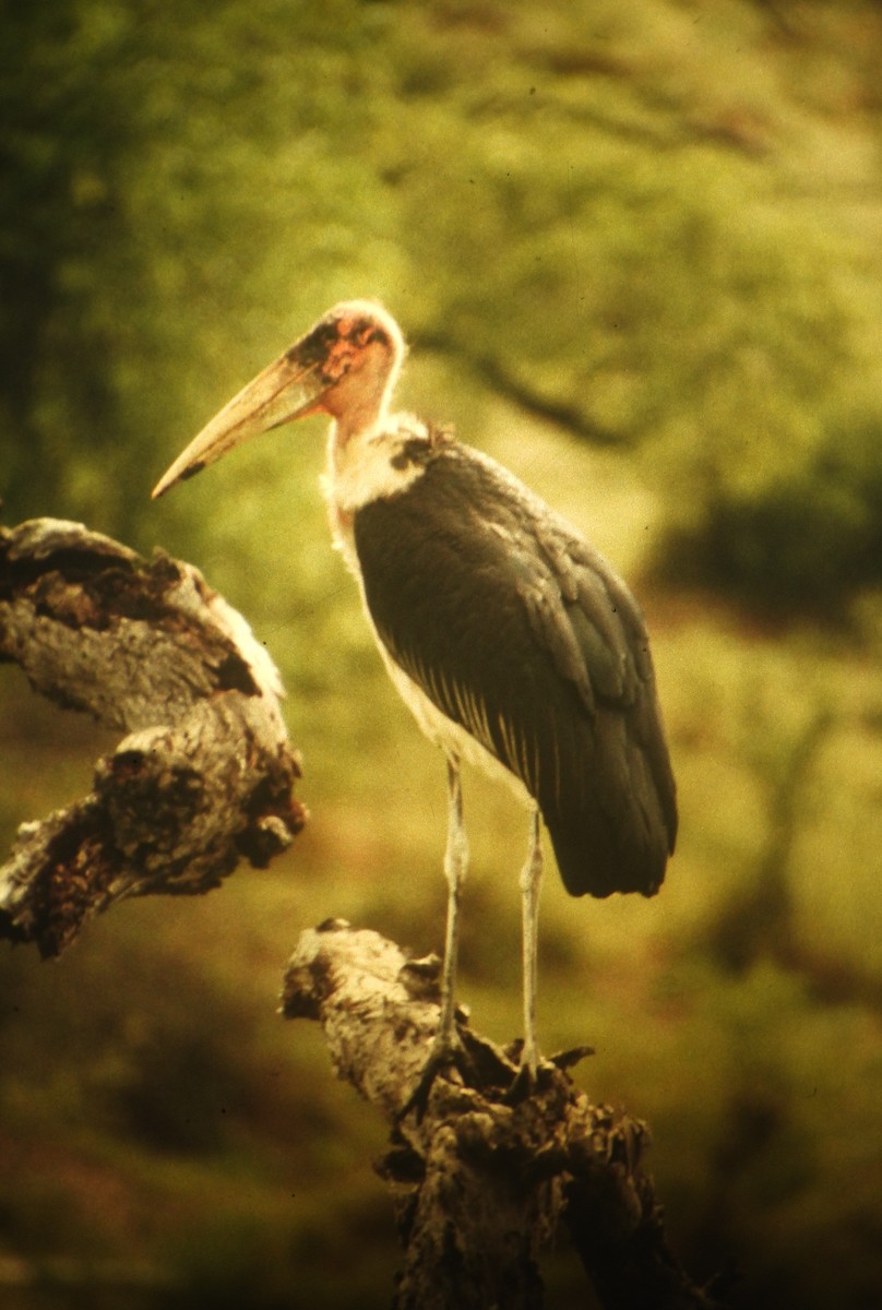 Marabou Stork - ML646632679