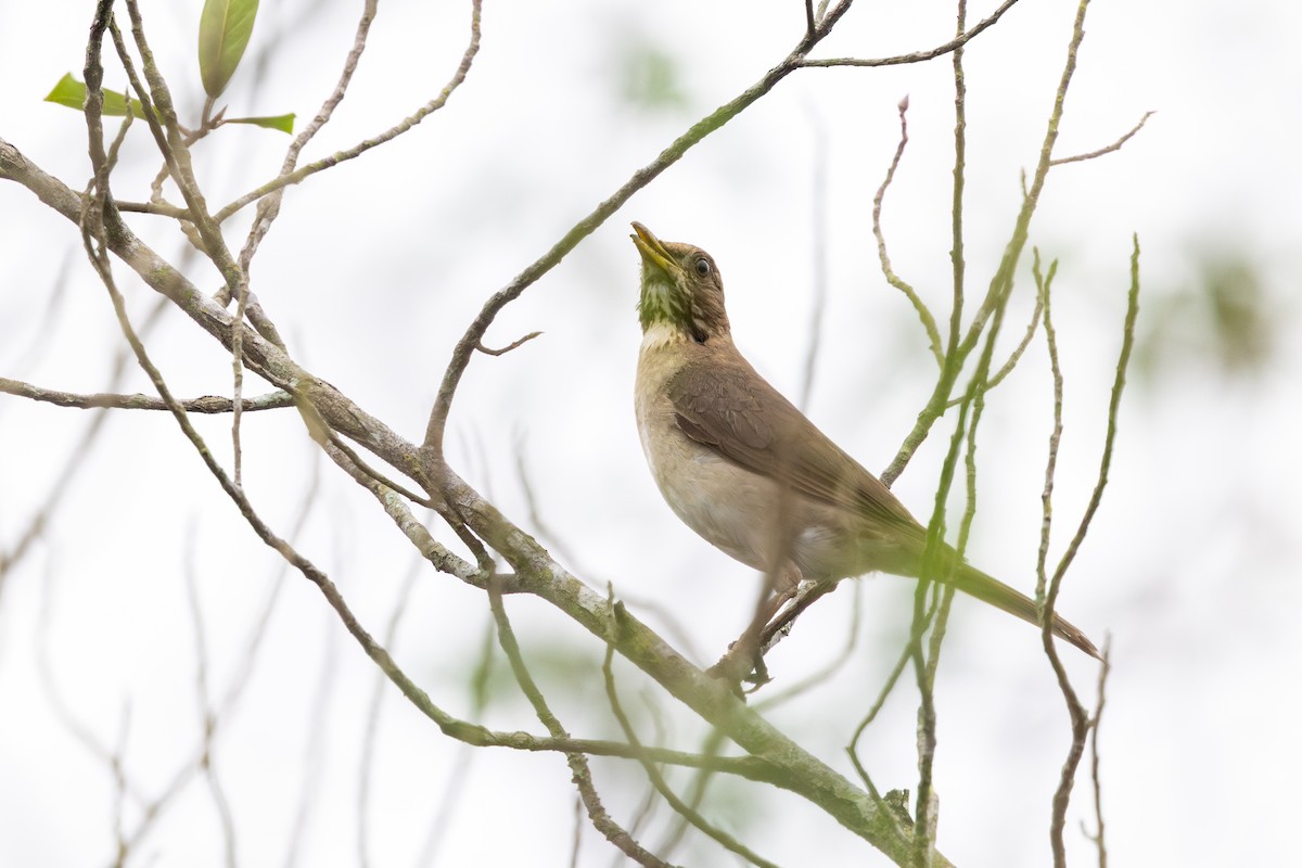 Кремовобрюхий дрозд - ML646632680