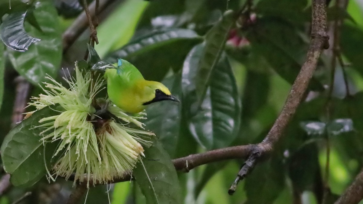 Blue-winged Leafbird - ML646632681