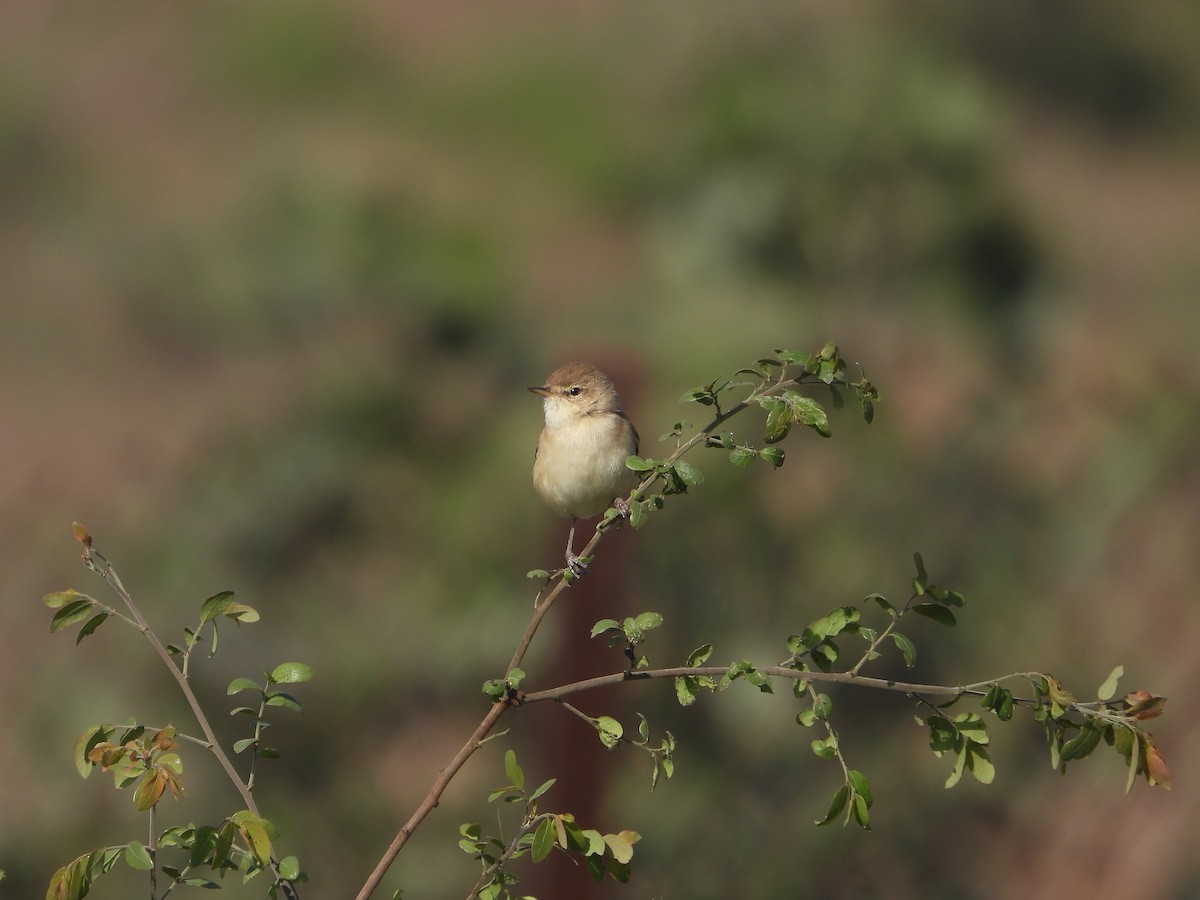 Küçük Mukallit - ML646632692