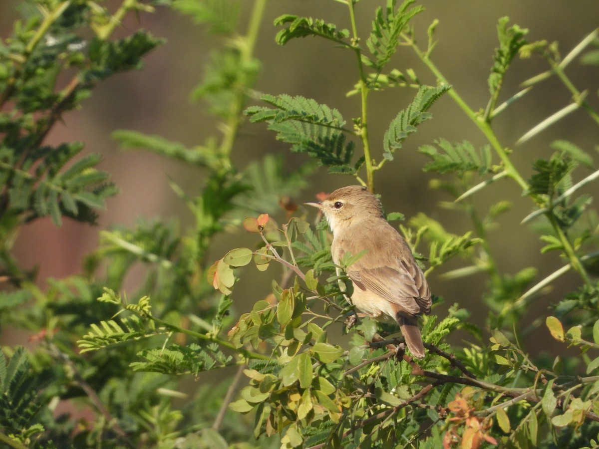 Küçük Mukallit - ML646632694