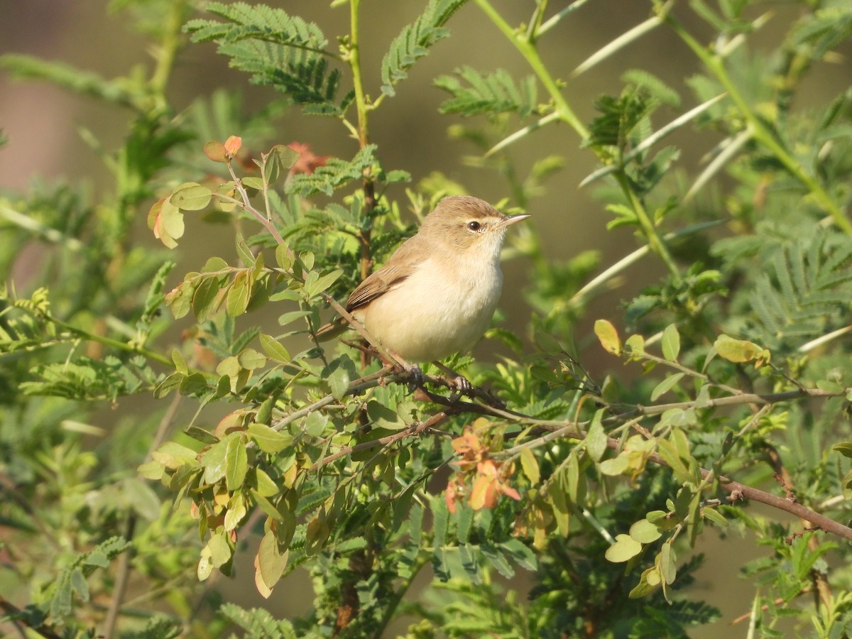 Küçük Mukallit - ML646632695