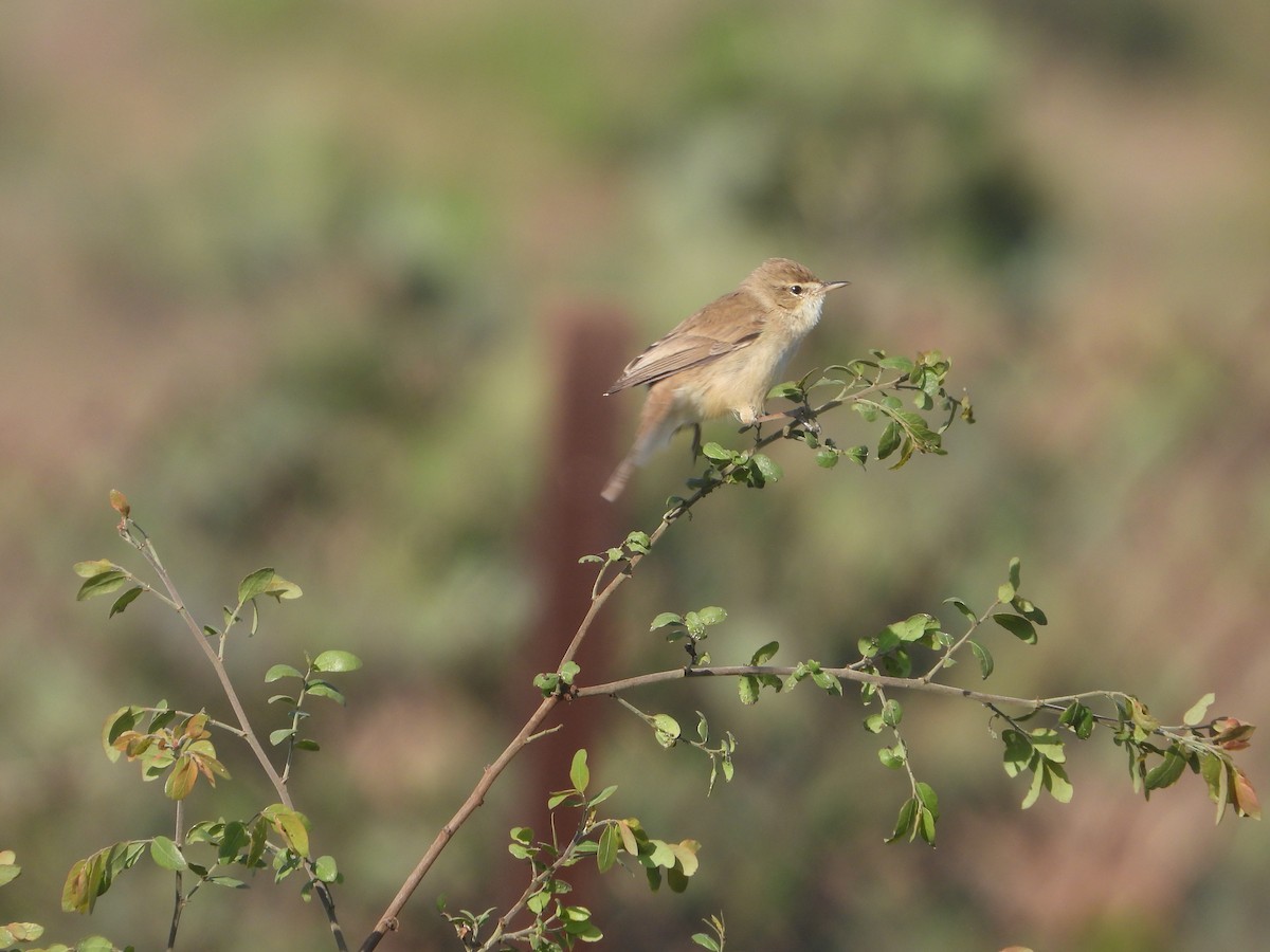 Küçük Mukallit - ML646632698