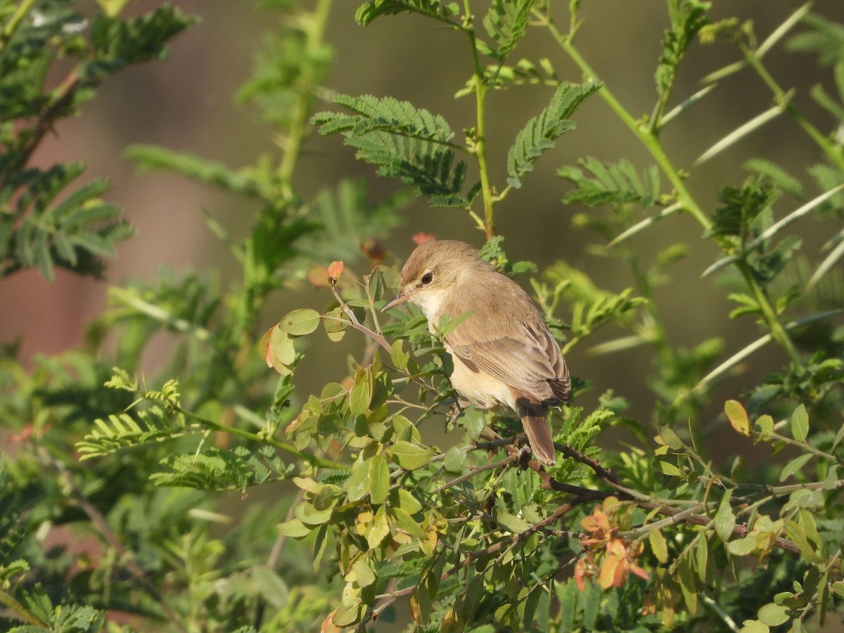 Küçük Mukallit - ML646632699