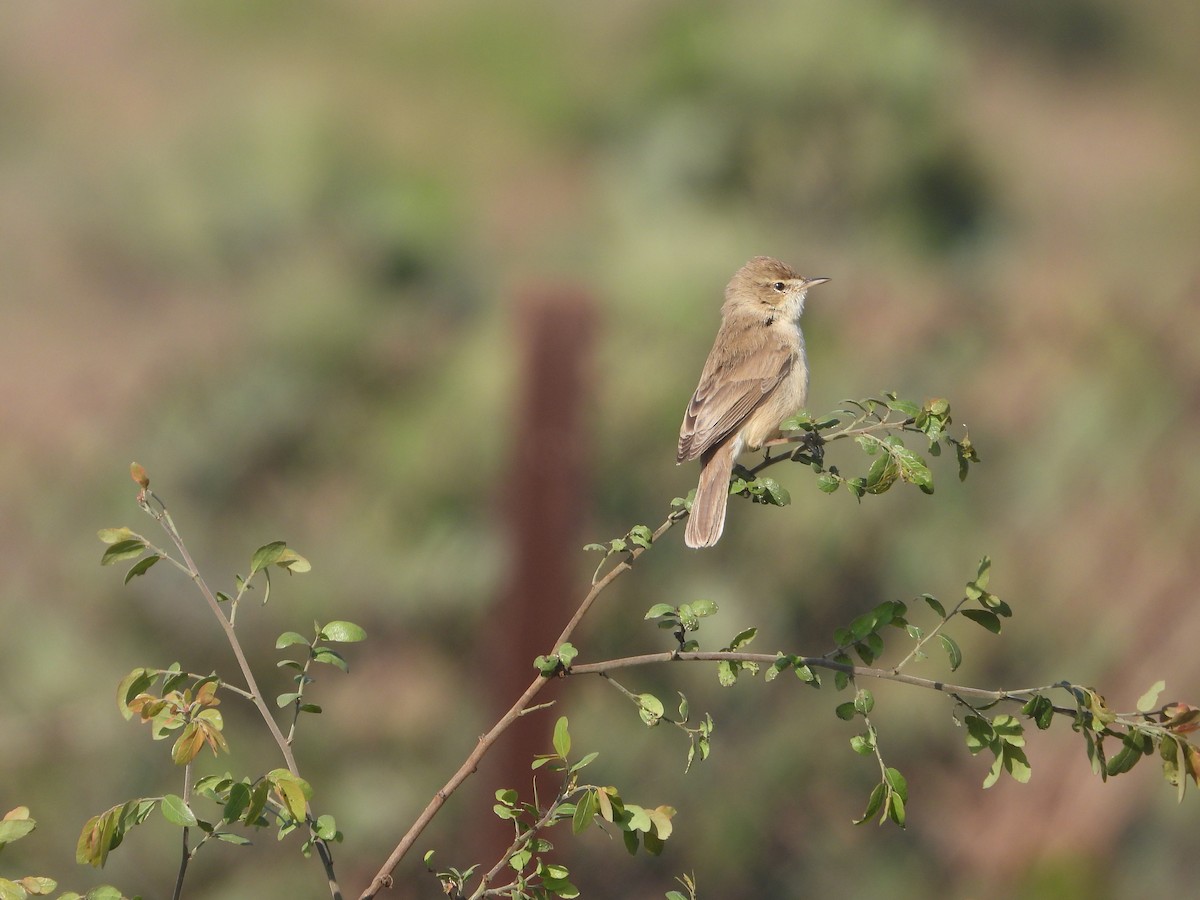 Küçük Mukallit - ML646632700