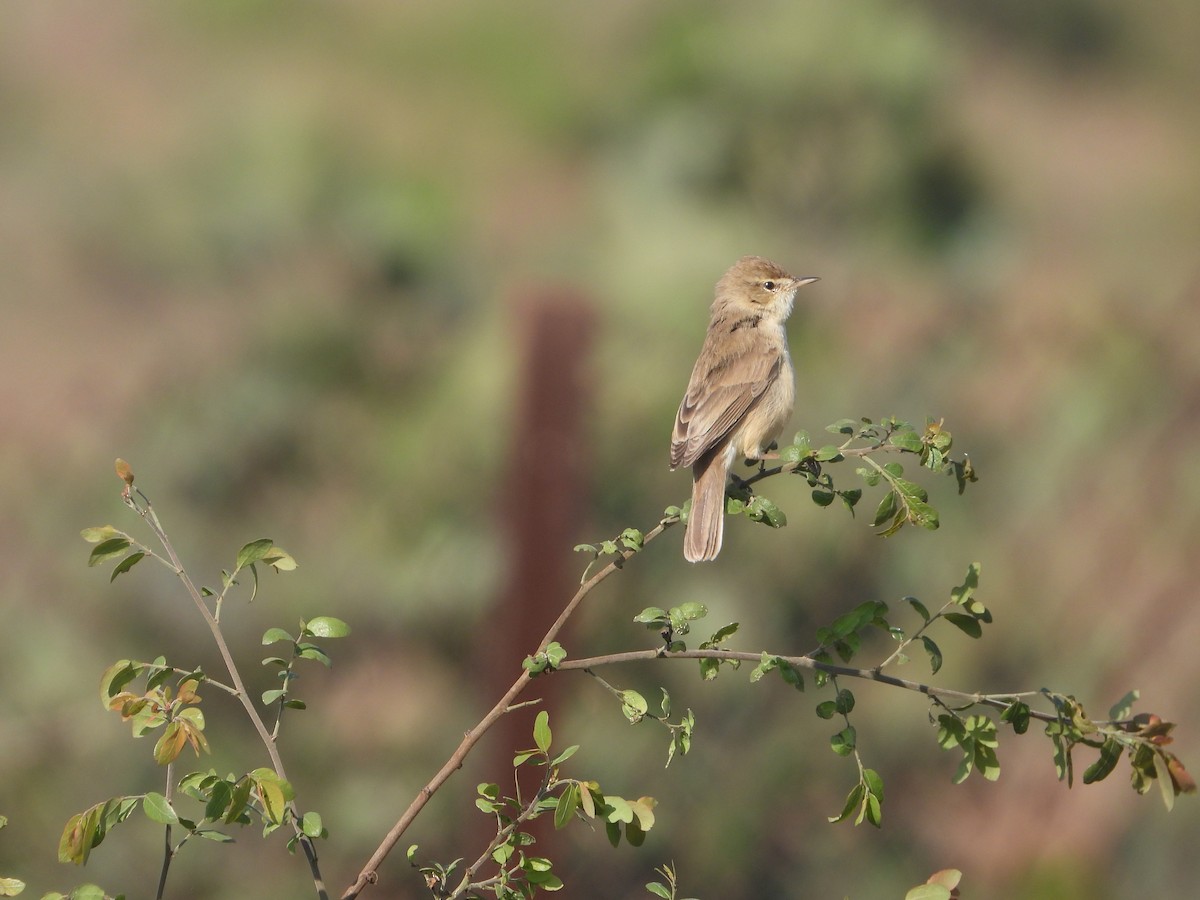 Küçük Mukallit - ML646632701