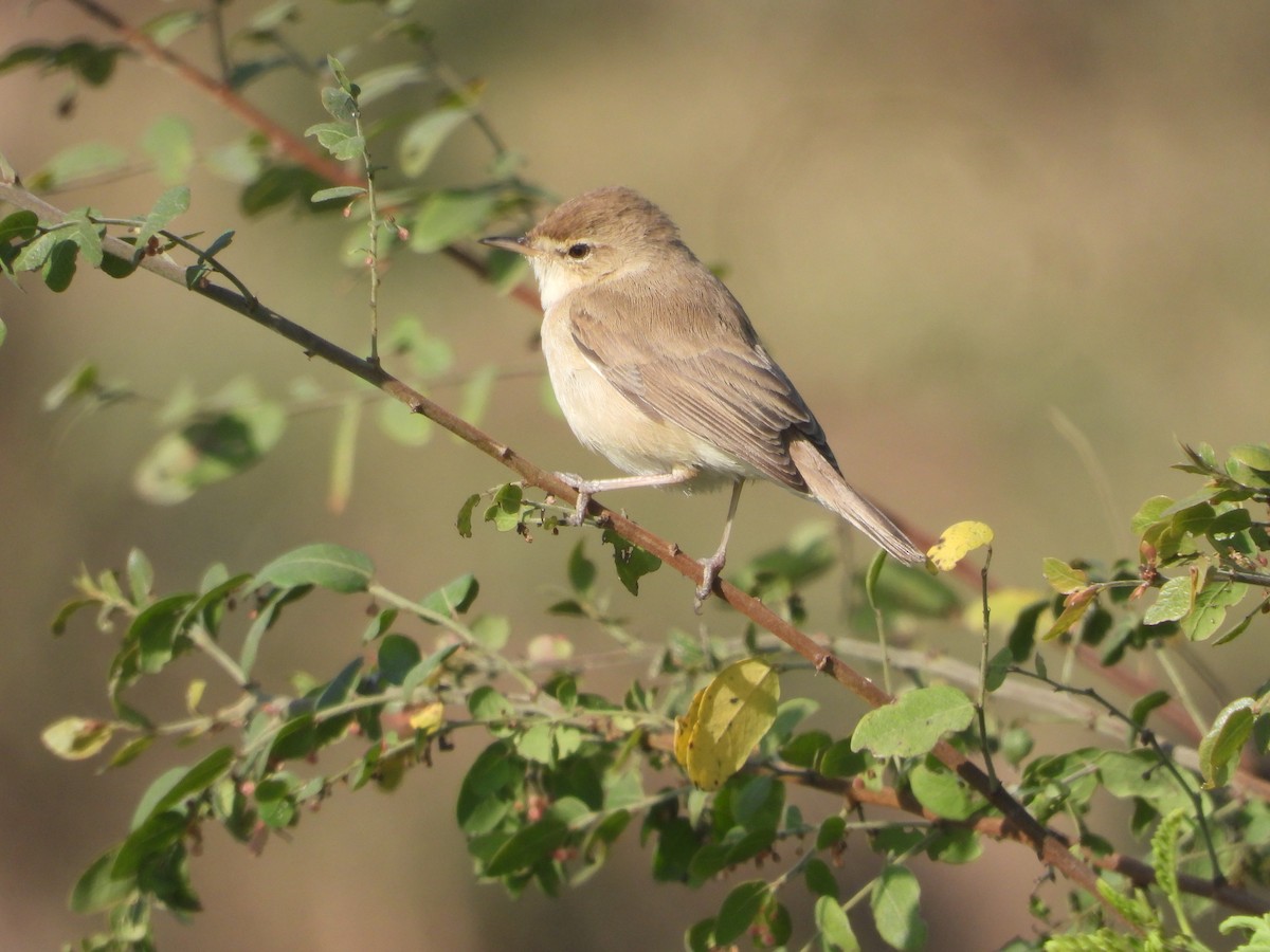 Küçük Mukallit - ML646632702