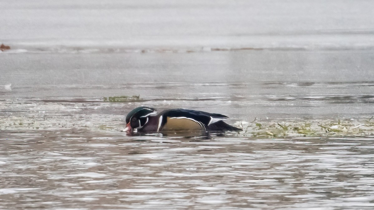 מנדרין אמריקני - ML646632703