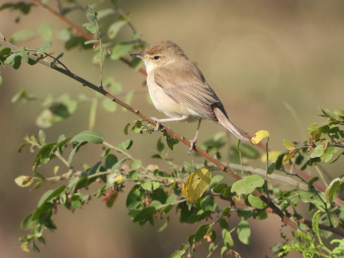 Küçük Mukallit - ML646632704