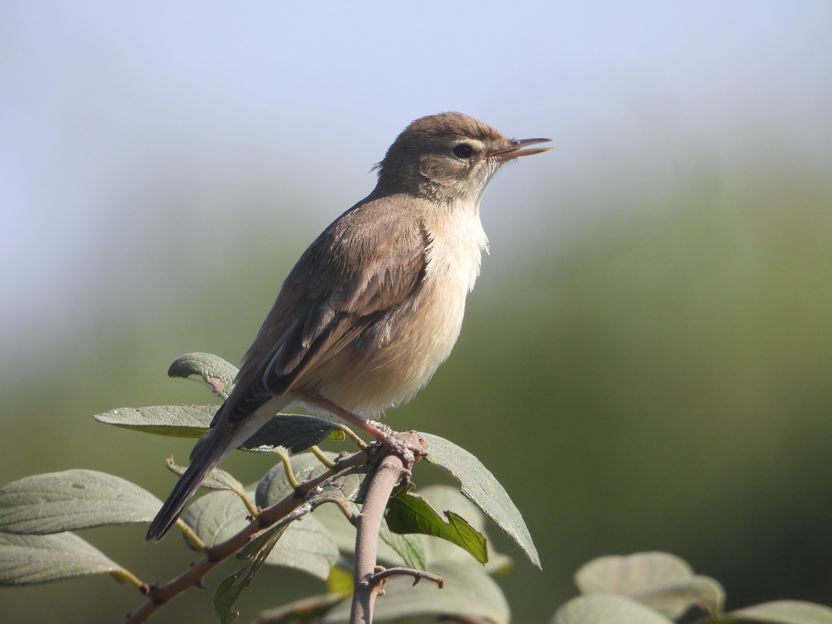 Küçük Mukallit - ML646632705