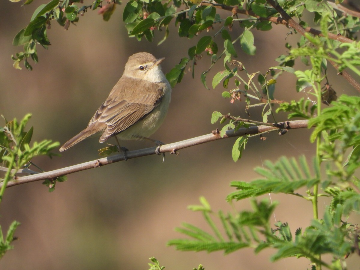 Küçük Mukallit - ML646632706