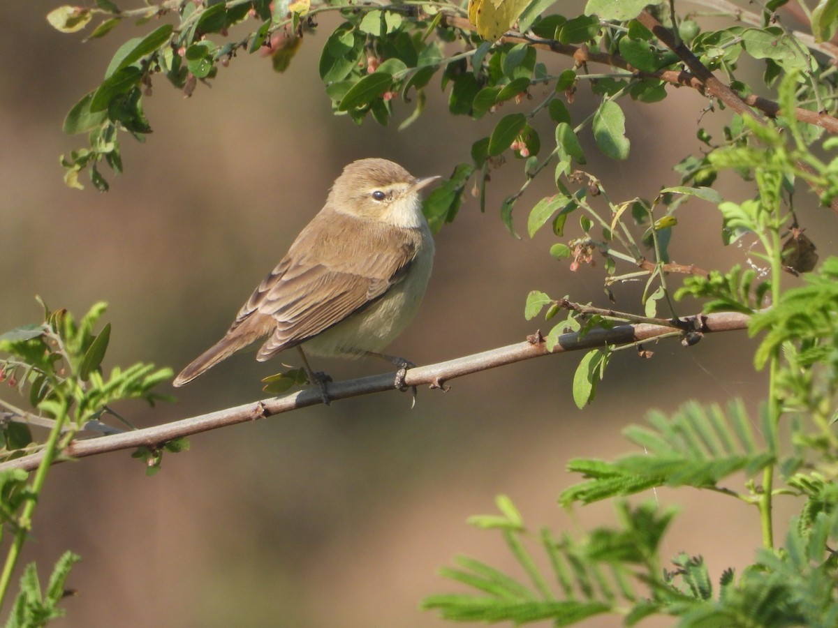 Küçük Mukallit - ML646632707