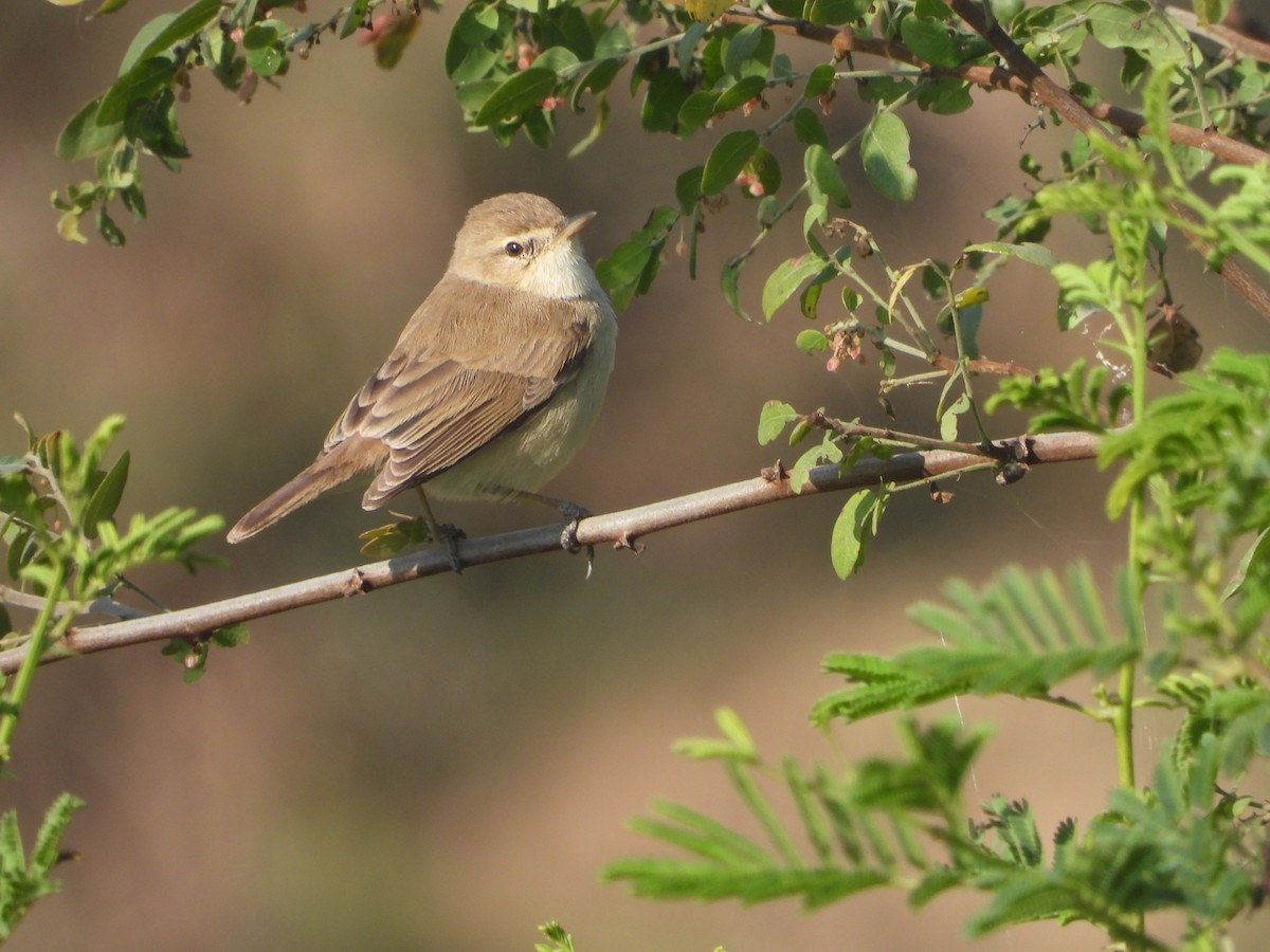 Küçük Mukallit - ML646632708