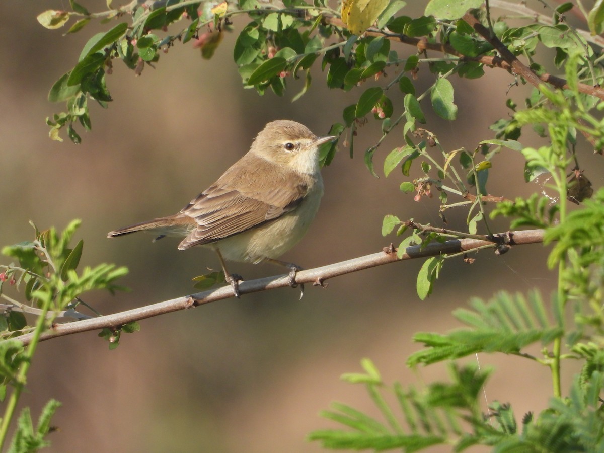 Küçük Mukallit - ML646632710