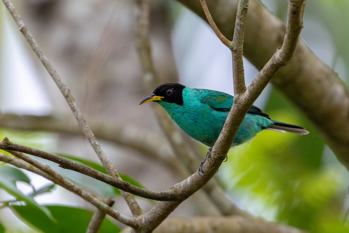 Малахитовый саи - ML646632711