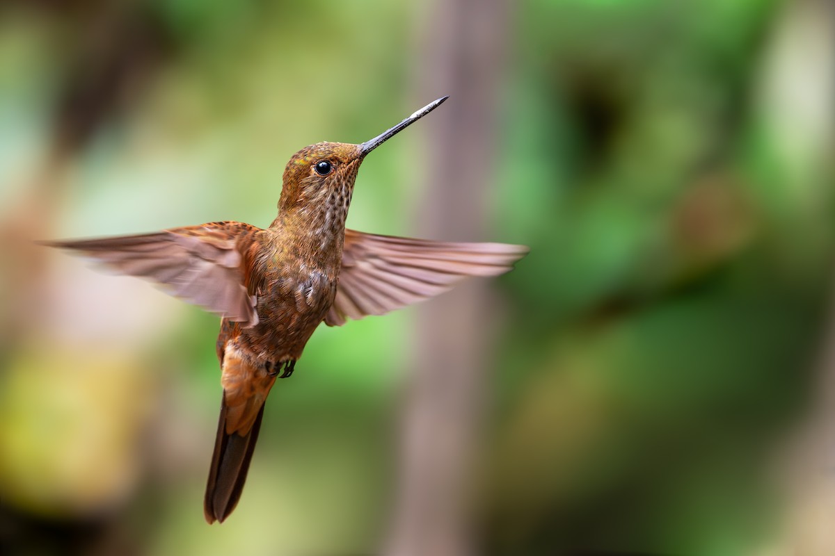 Bronzy Inca - ML646632713