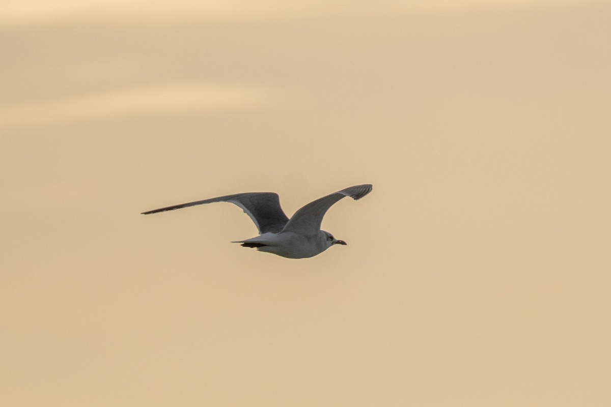Gray Gull - ML646632714