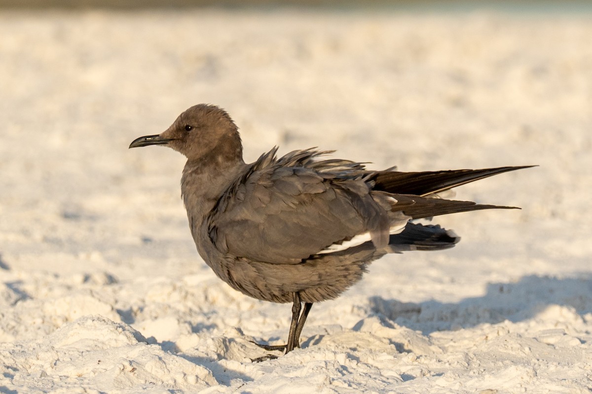 Gray Gull - ML646632715