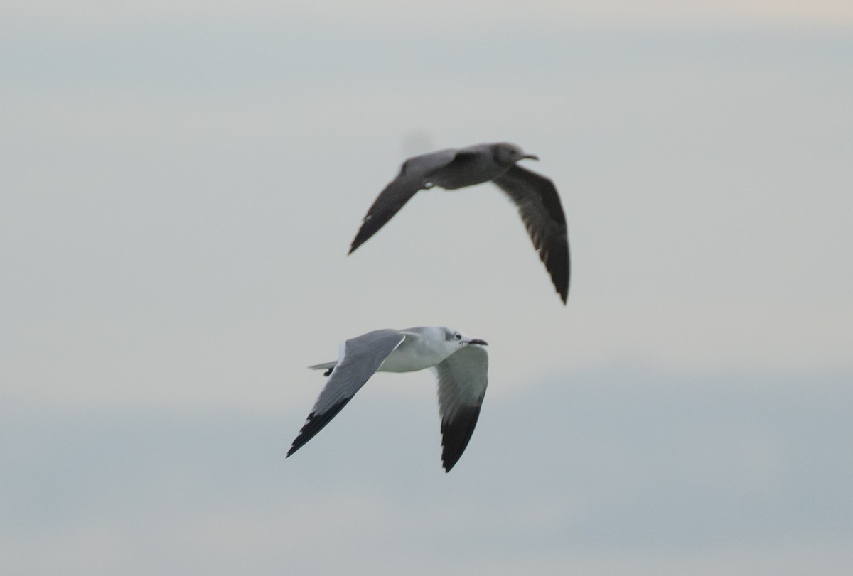 Gray Gull - ML646632716