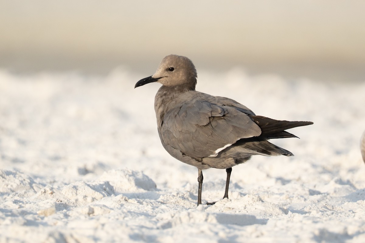 Gray Gull - ML646632717