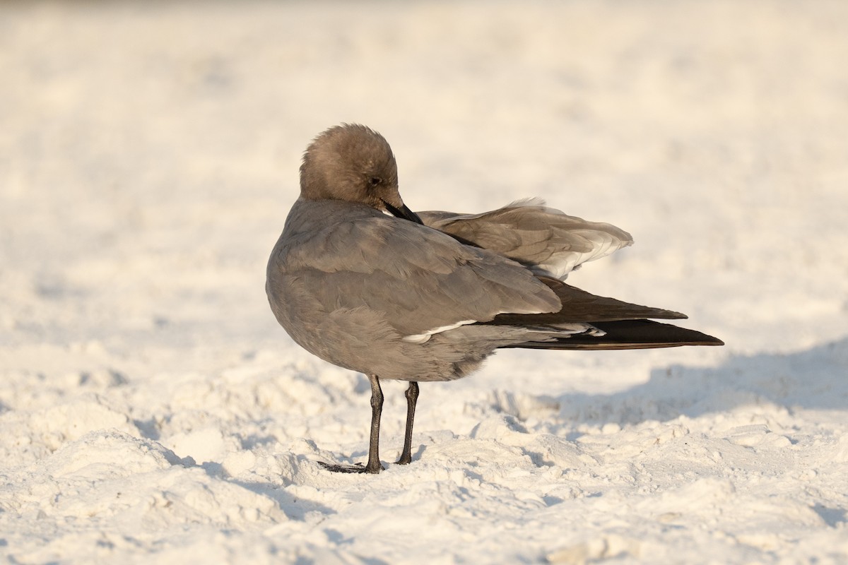 Gray Gull - ML646632718