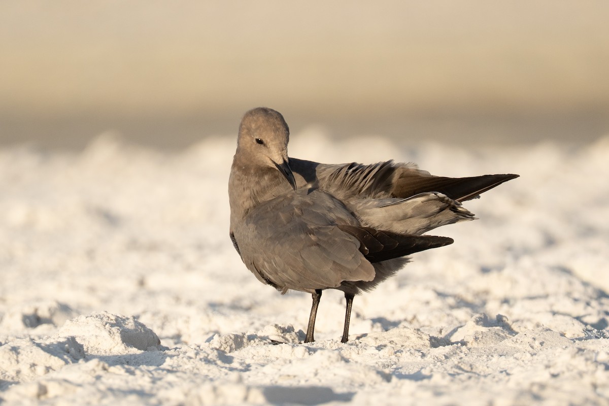 Gray Gull - ML646632719