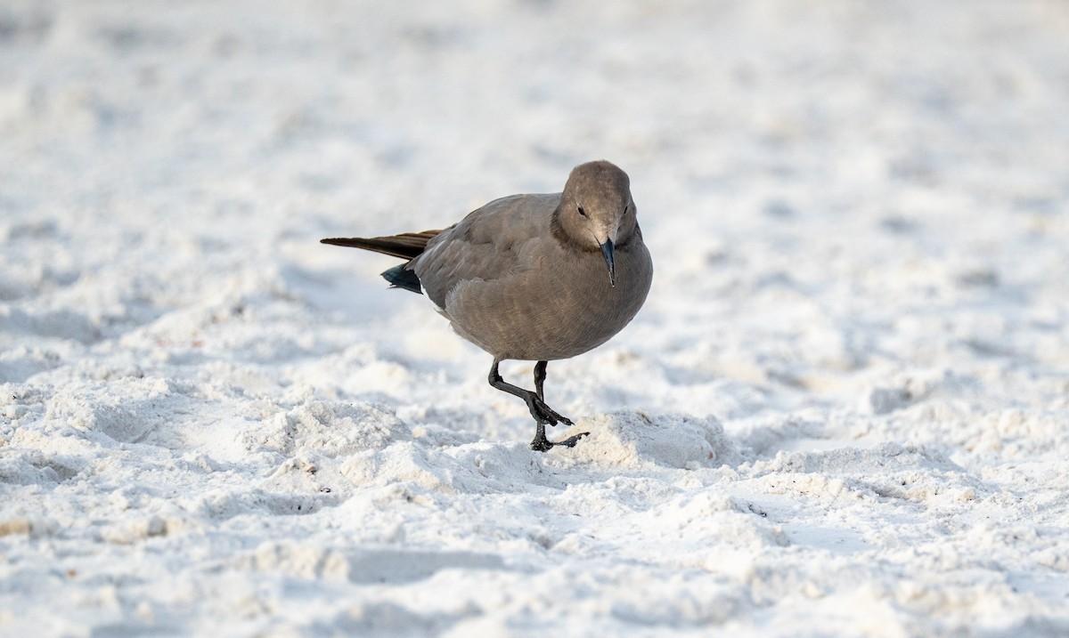 Gray Gull - ML646632721