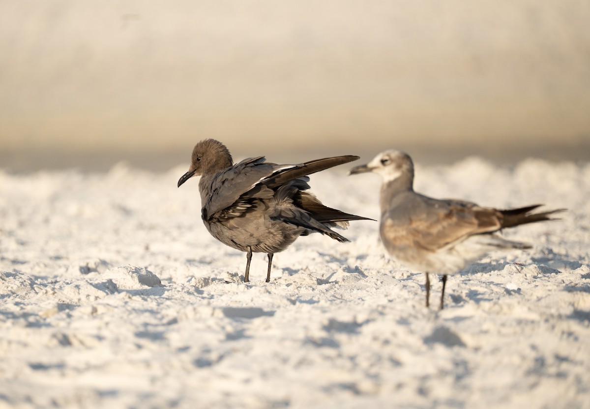 Gray Gull - ML646632722