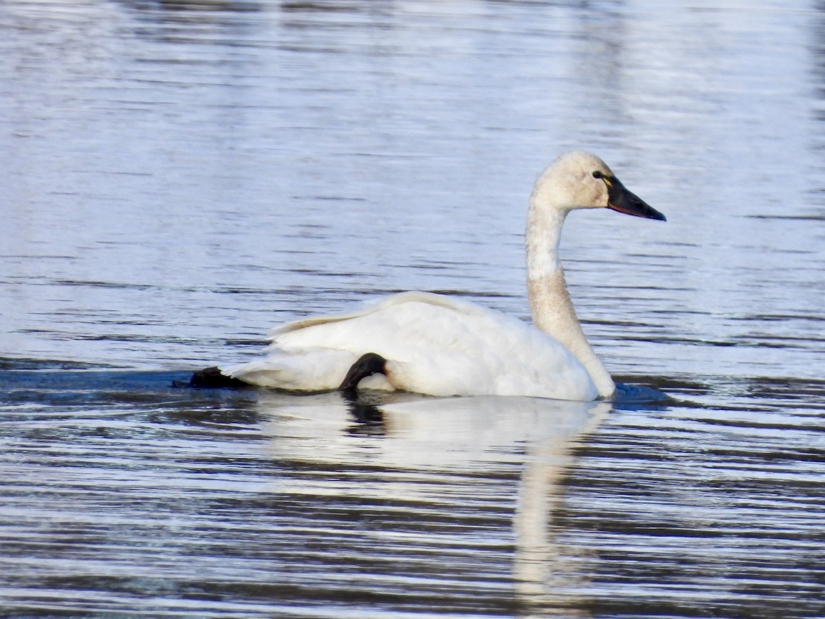 Tundra Swan - ML646632723
