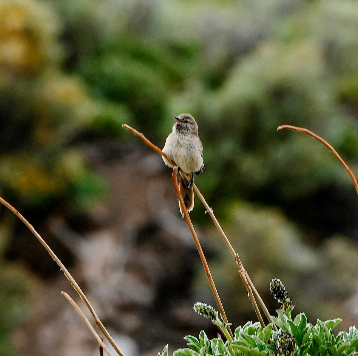 Cordilleran Canastero - ML646632727