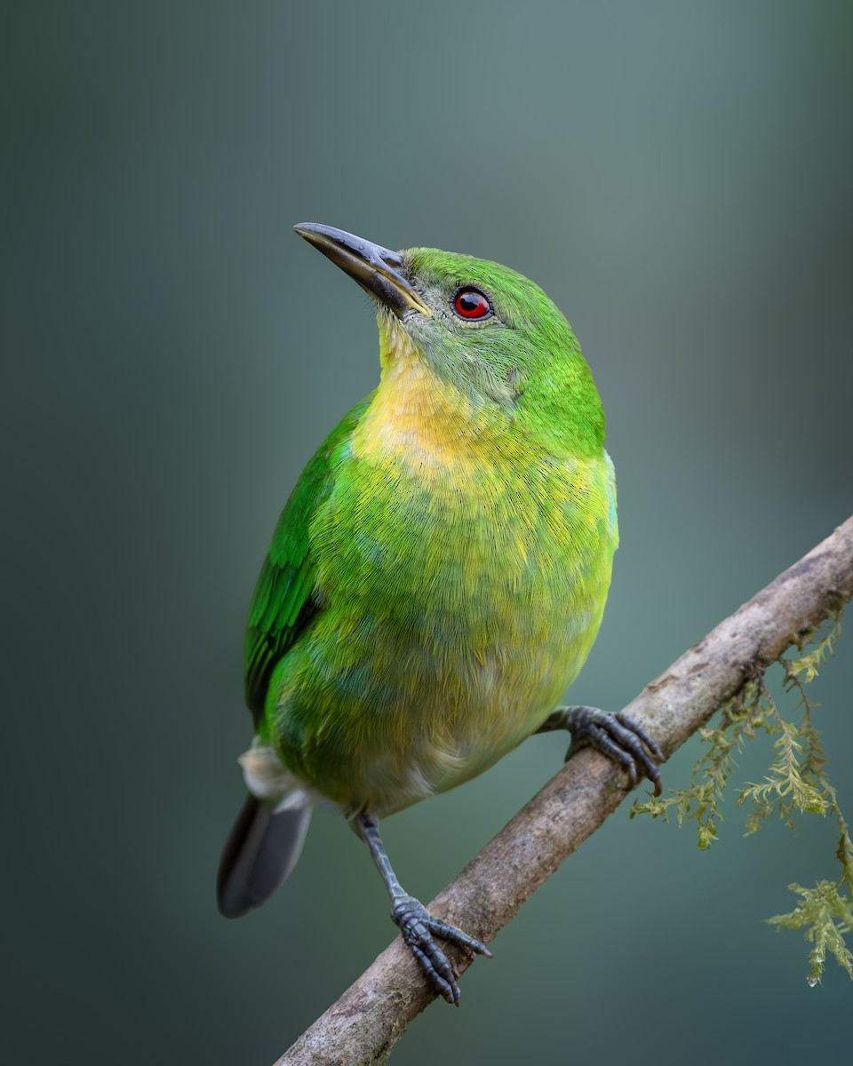 Green Honeycreeper - ML646632735