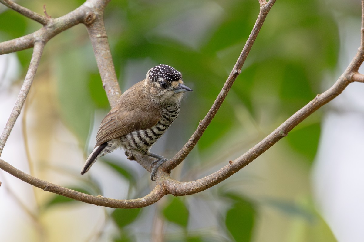 Хохлатый дятелок - ML646632740