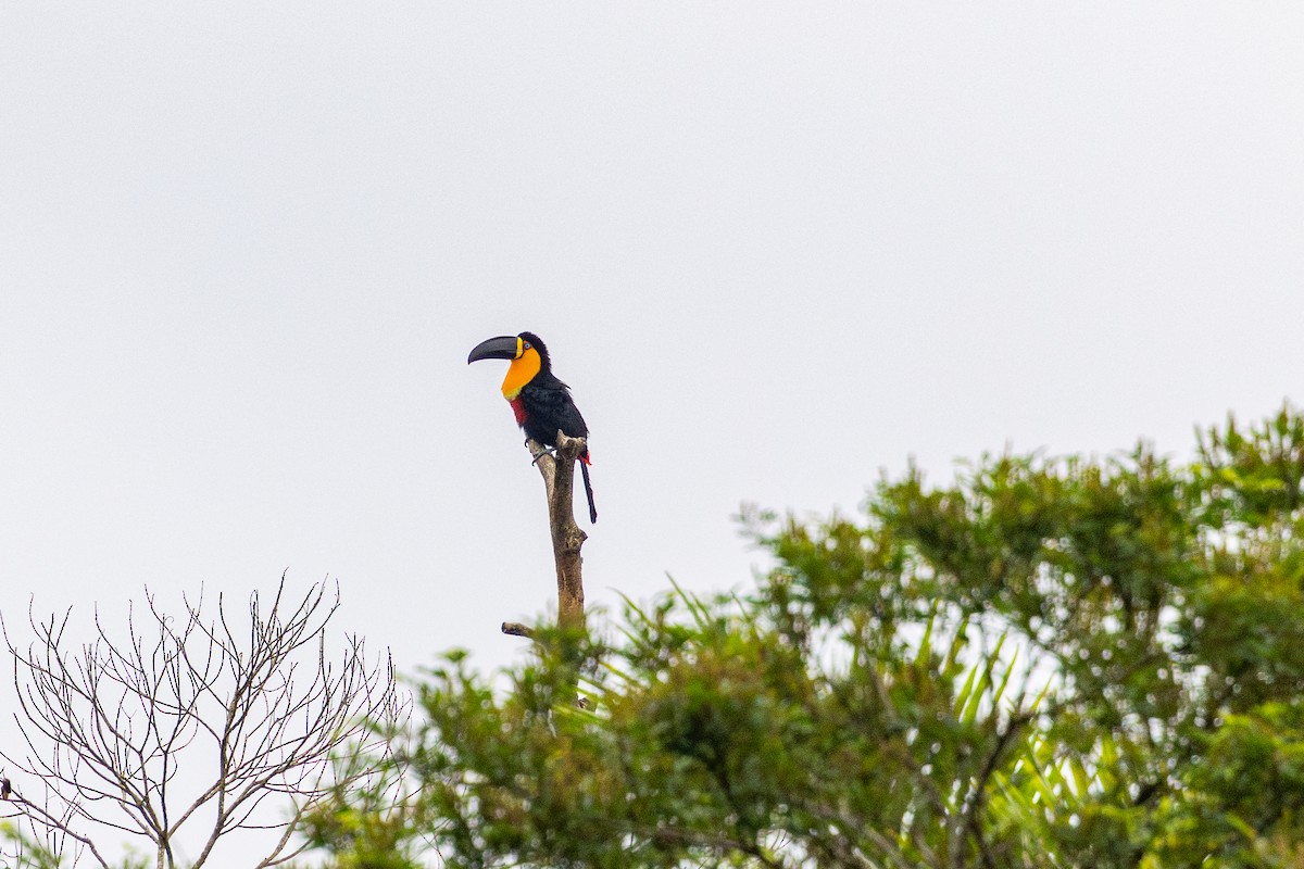 Тукан-ариель - ML646632744