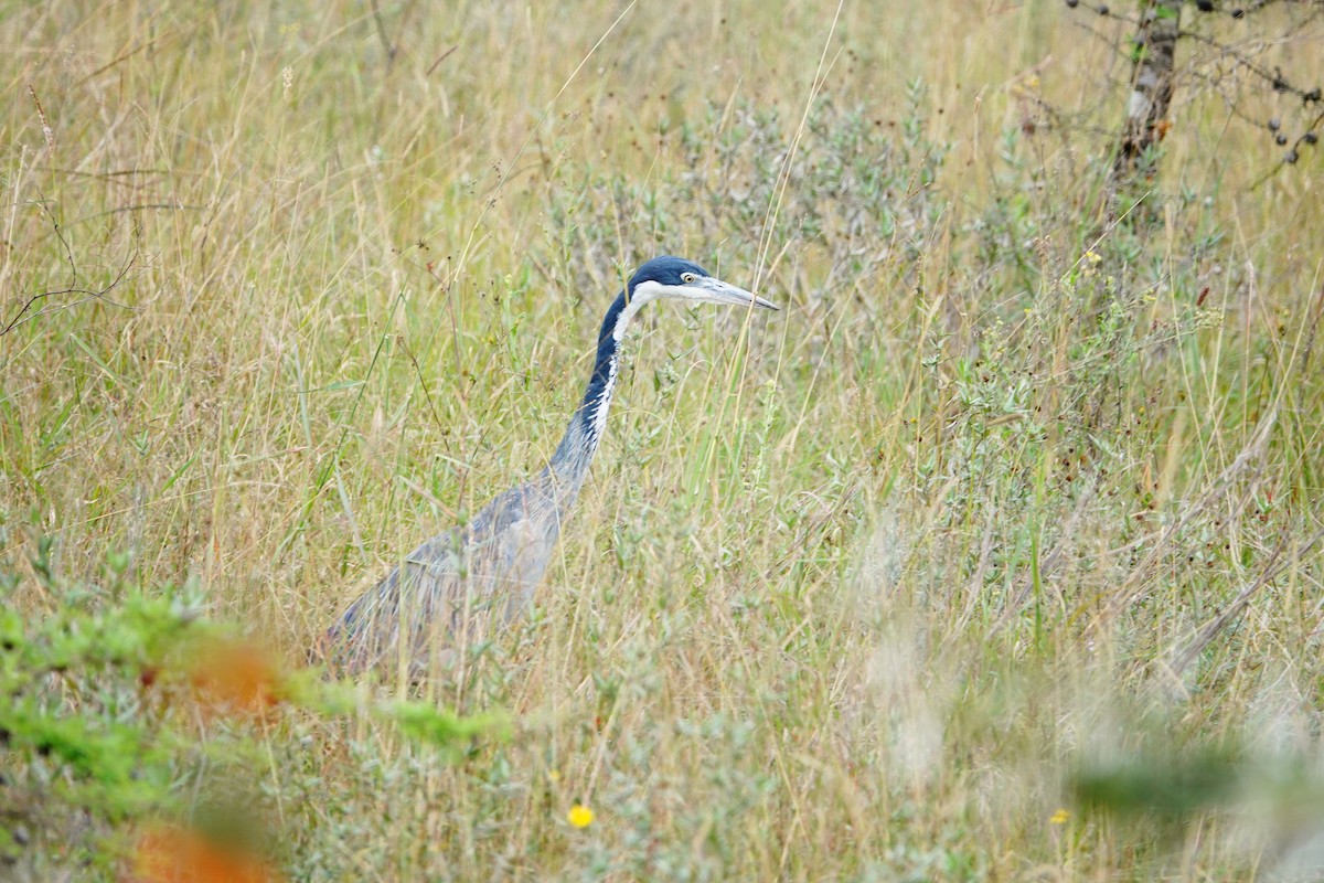 אנפה שחורת-ראש - ML646632747