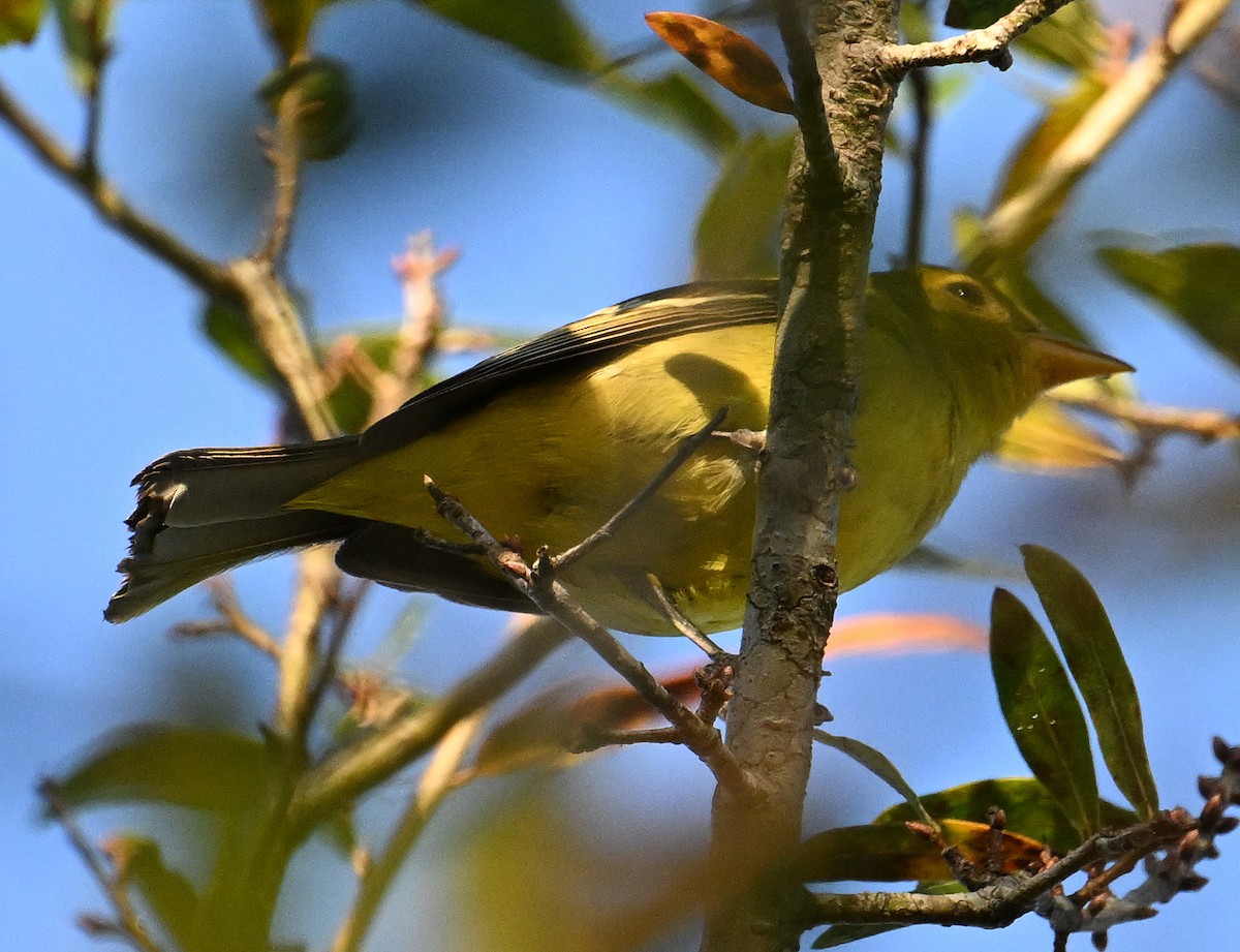 Western Tanager - Elizabeth Hawkins