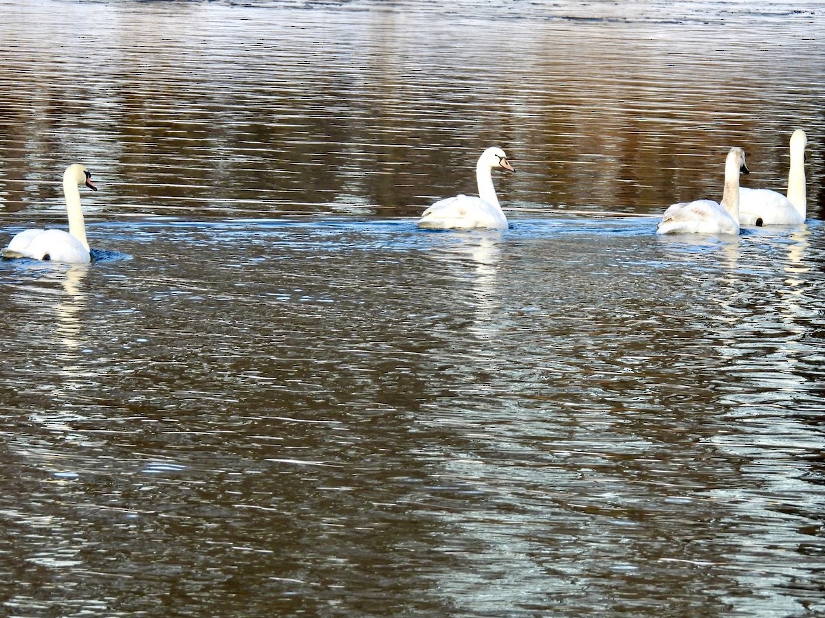 Mute Swan - ML646632767