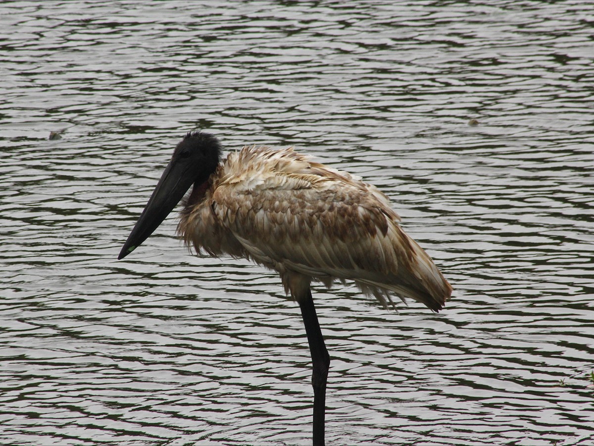 Jabiru d'Amérique - ML646632768