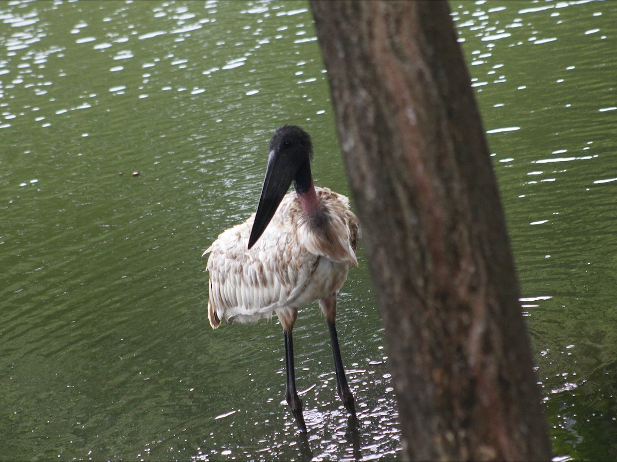 Jabiru d'Amérique - ML646632769