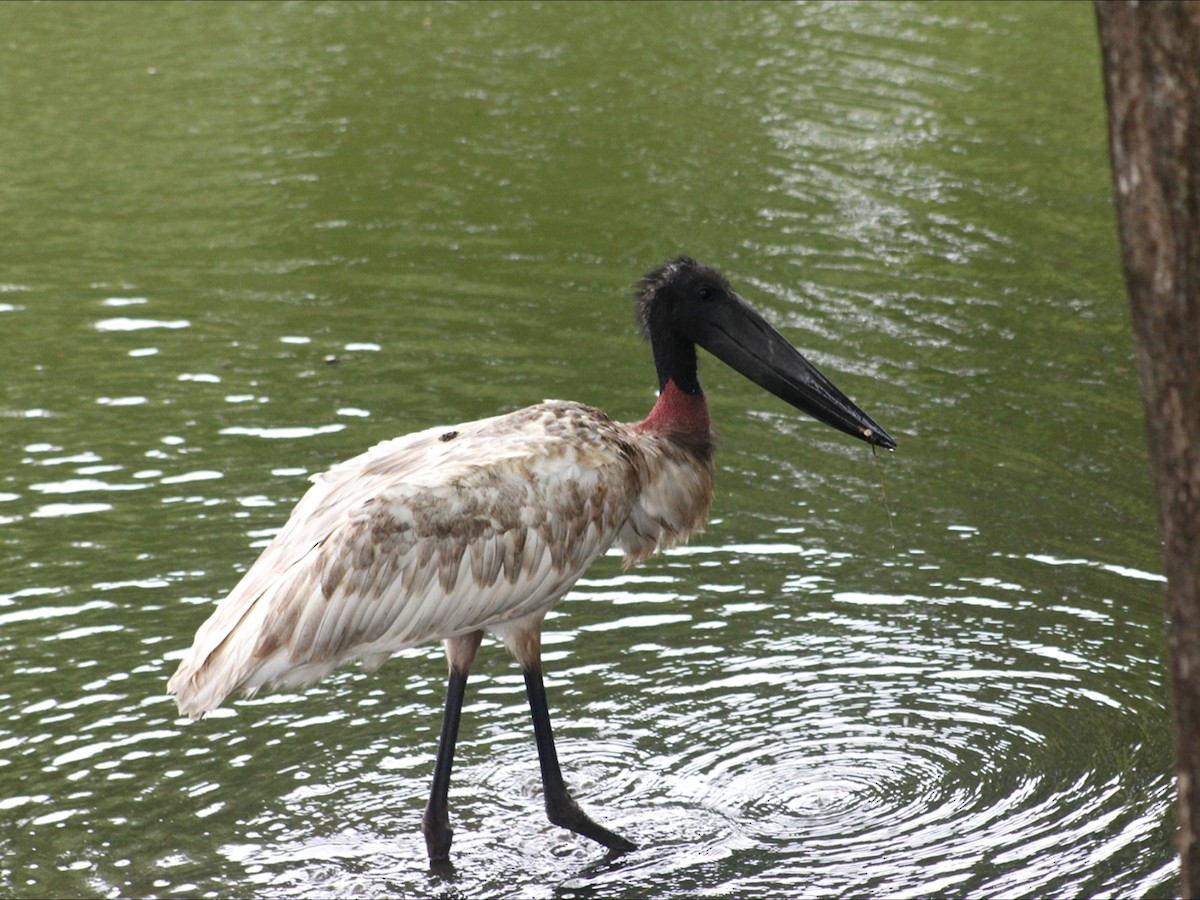Jabiru d'Amérique - ML646632770