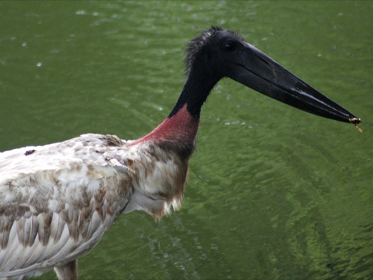 Jabiru d'Amérique - ML646632771