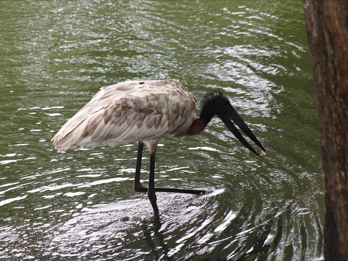 Jabiru d'Amérique - ML646632772