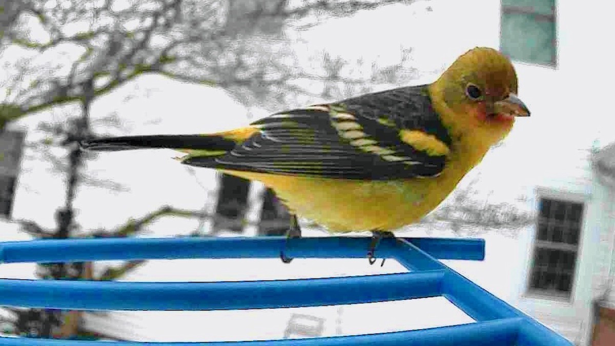 Western Tanager - ML646632775