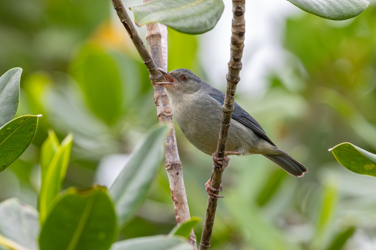 Двухцветный конусоклюв - ML646632777