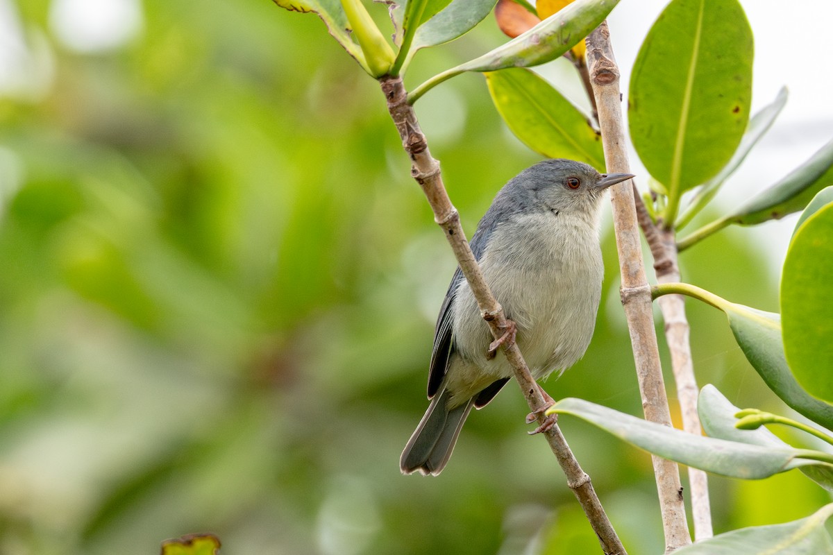 Двухцветный конусоклюв - ML646632778