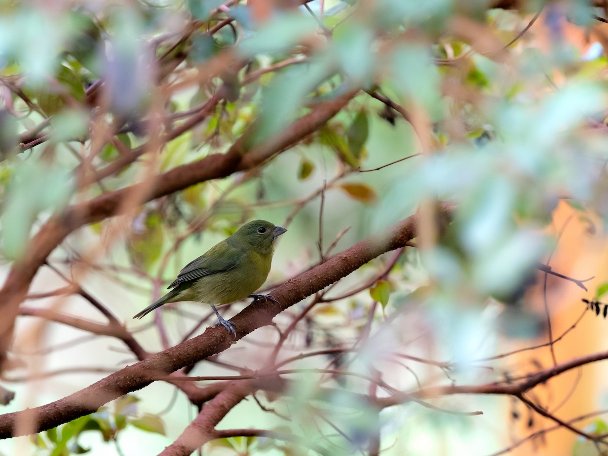 Скригнатка райдужна - ML646632779